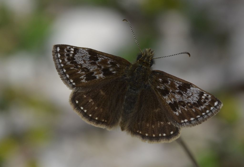 Erynnis tages?